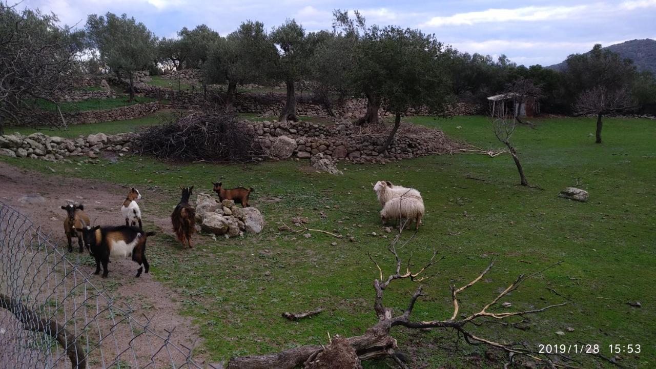 Villa Ktima Kiourelioti Skala Sykamineas Exterior foto